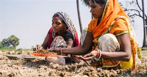 Ancient farming techniques in rural India