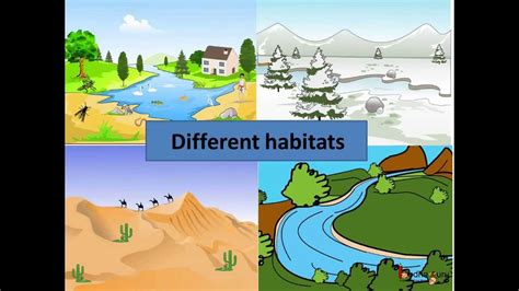 Science - How animals adapt to aquatic habitat - English - YouTube