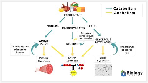 Catabolism Definition and Examples - Biology Online Dictionary