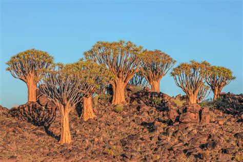 Quiver Tree Forest - Namibia Photograph by Joana Kruse - Pixels