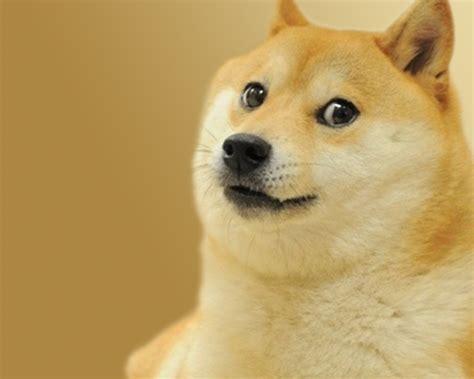 Free download Doge Simple Doge Wallpaper 2000x1200 18360 [2000x1200 ...