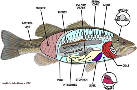 Aqua Fanatic: Fish Anatomy