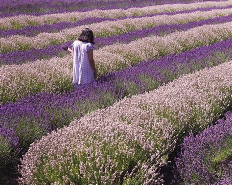 Beautiful lavender fields Sequim, Washington. Dreamy lavender field. #lavender #lavenderfield ...