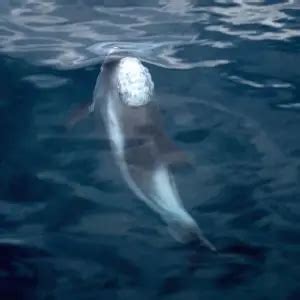 White-Beaked Dolphin - Facts, Diet, Habitat & Pictures on Animalia.bio