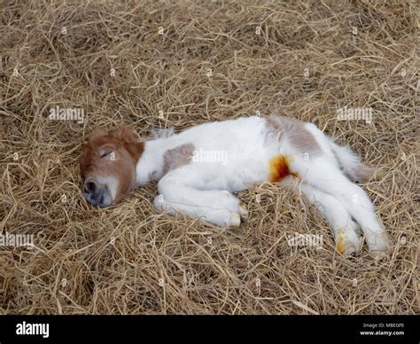 Newborn horse hi-res stock photography and images - Alamy