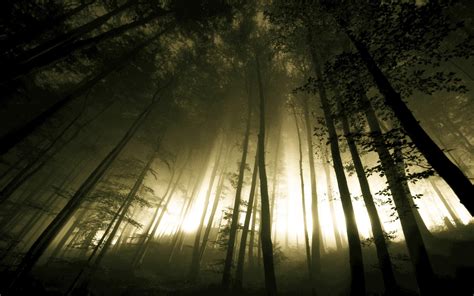 Dark Forest Fog Trees HD Wallpaper | Download HD Wallpapers