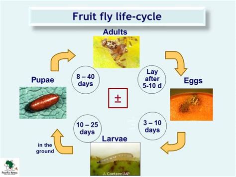 Fruit Fly Larvae Life Cycle