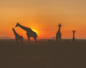 South Africa Safari | Everything You Need to Know About Thanda Safari