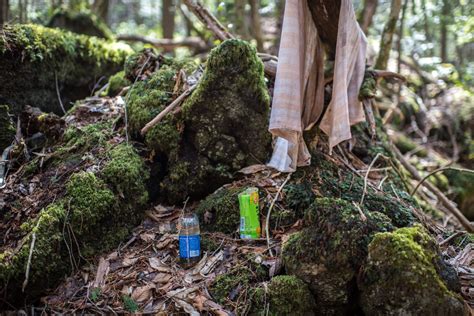 Japon: la terrifiante Forêt des Suicides