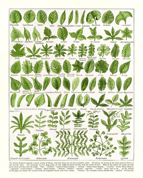 Leaf Shapes Chart Poster Morphology Diagram 5 Sizes Vintage Leaves Chart Natural Science ...