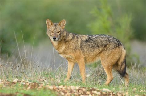 African golden wolf, a new species of wild dog, discovered | CBC News