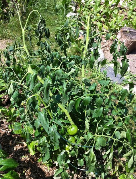 Tomato Diseases: Walnut Wilt | Tomato garden, Tomato disease, Growing ...