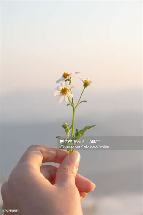 Close-Up Of Hand Holding Flower | Hands holding flowers, Yellow flower photos, Apple photo