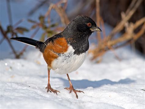 Eastern Towhee | Audubon Field Guide