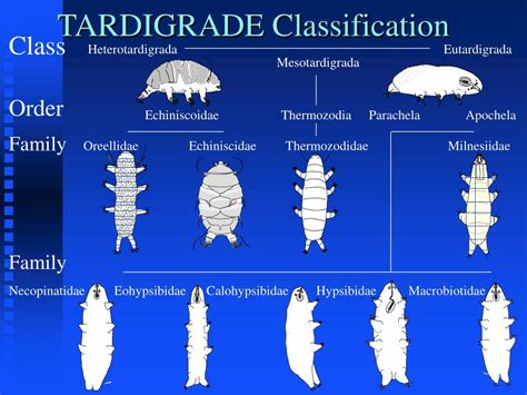 PPT - TARDIGRADES : PowerPoint Presentation - ID:731679