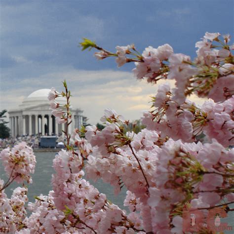 Cherry Blossom View of the Jefferson Memorial