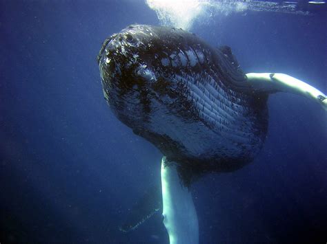 Humpback whale songs simplified during ‘cultural revolutions’ - UQ News - The University of ...