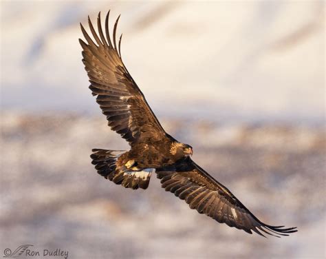 Golden Eagle Banking In Flight In Warm Light – Feathered Photography