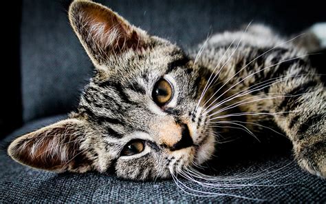 American Shorthair Cat: Characteristics, Color Varieties, Temperament
