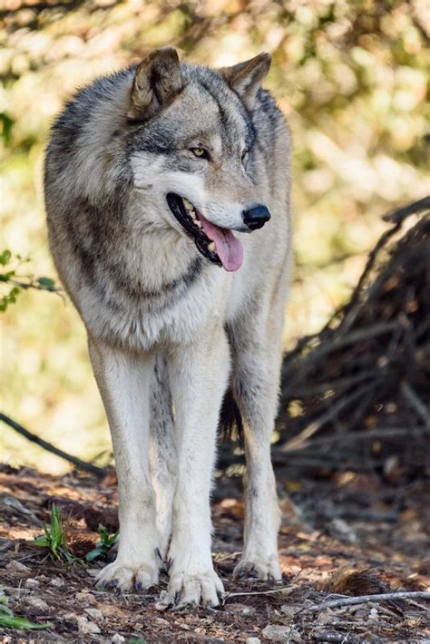 Zookeepers Help Acclimate Gray Wolves to New Habitat at Oakland Zoo’s California Trail | Oakland Zoo