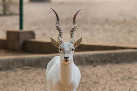 60+ Blackbuck Antelope Leaping Stock Photos, Pictures & Royalty-Free Images - iStock