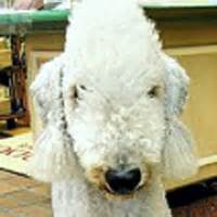 Bedlington Terrier Rescue ― ADOPTIONS