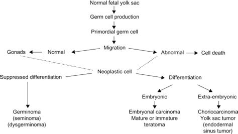 Germ Cell Tumors | Oncohema Key