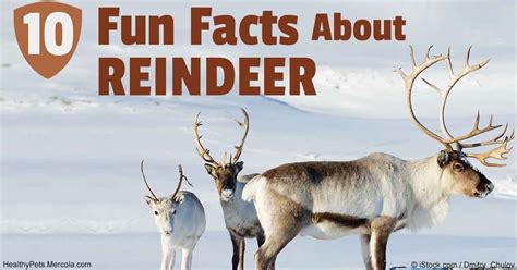 Here are the 10 dinner table-worthy facts about the all-important ...