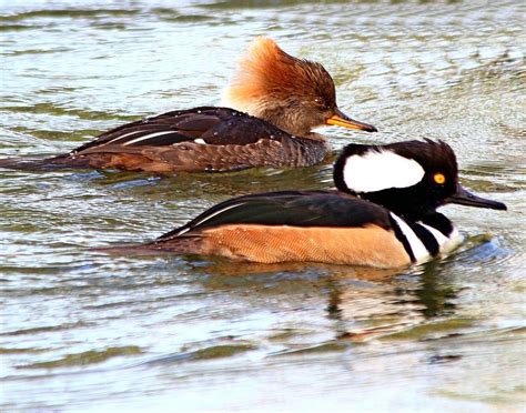 Pair of Hooded Mergansers Photograph by Ira Runyan - Fine Art America