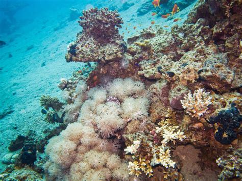 Colourful Marine Life in Red Sea, Egypt, Dahab. Stock Image - Image of ...