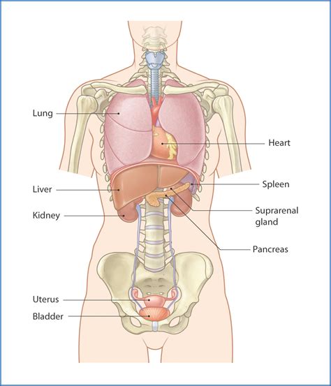 Muscles Of The Trunk Diagram Posterior