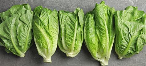 Romaine Lettuce Nutrition, Benefits, Side Effects and Recipes - Dr. Axe