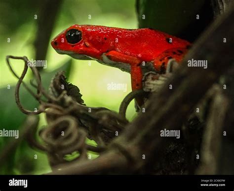 Red strawberry poison-dart frog Stock Photo - Alamy