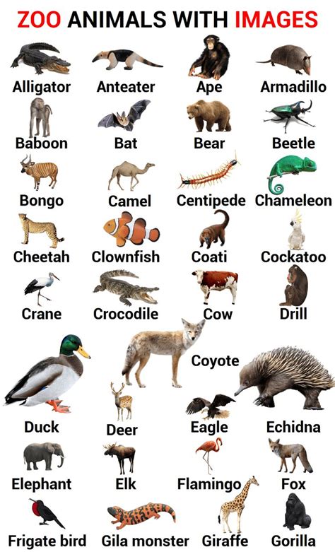 100+ Zoo Animals Names In English with Images | Zoo Animals | Animals name in english, Zoo ...