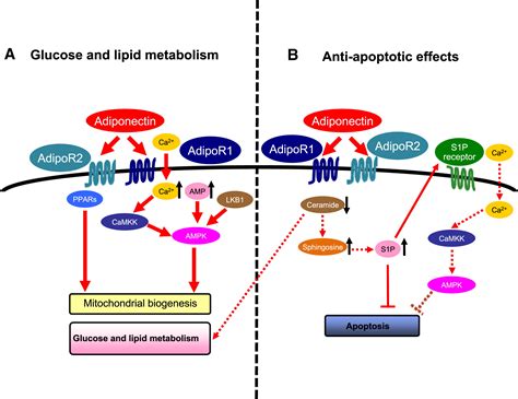 Adiponectin Receptor Signaling: A New Layer to the Current Model: Cell Metabolism