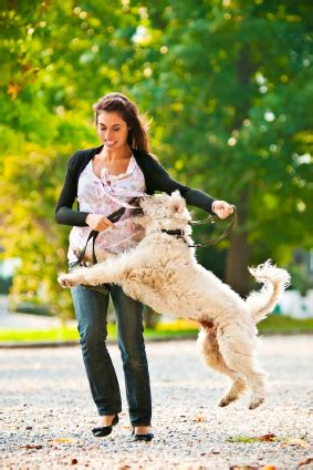 How To Get Your Pooch To Stop Jumping On People | Four Paws Pet Sitting ...