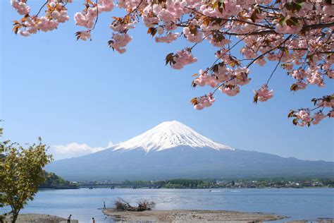 5 Best Cherry Blossom Spots around Mt.Fuji 2019 – Japan Travel Guide -JW Web Magazine