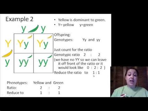 Genotypic Ratios and Phenotypic Ratios for Punnett Squares - YouTube