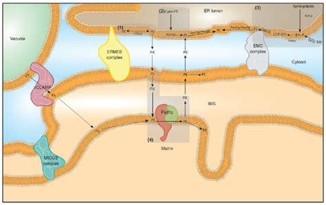 Figure 2 from Phosphatidylethanolamine Metabolism in Health and Disease ...