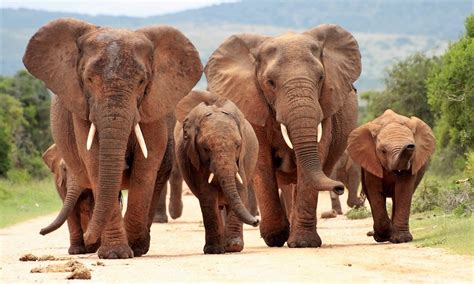 5-five-5: Addo Elephant National Park (Addo - South Africa)