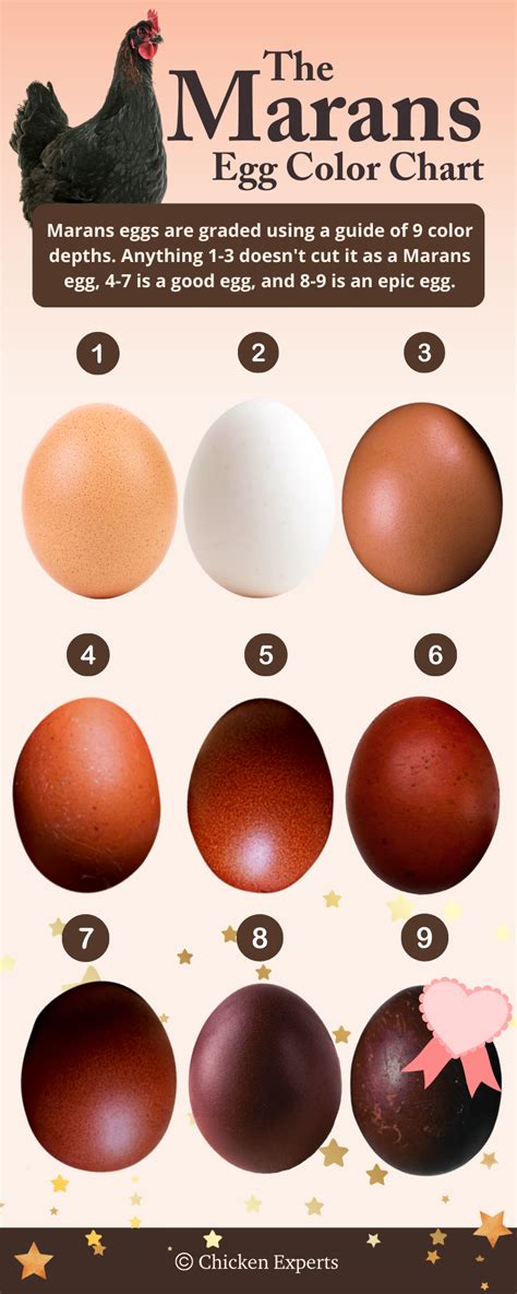 Black Copper Marans - Owners Guide to Egg-celent Dark Brown Eggs😍 ...