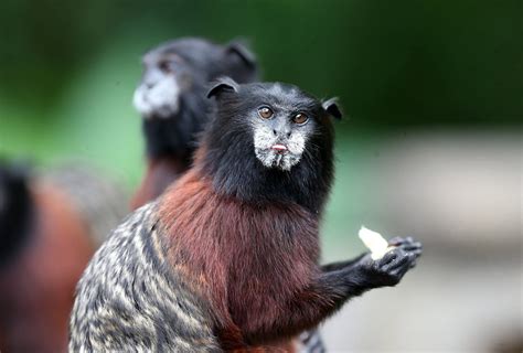 Un mono pichico en la 'isla de los monos' cerca de Iquitos, Perú ...