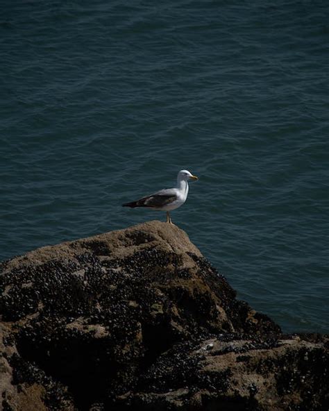 White Seagull · Free Stock Photo