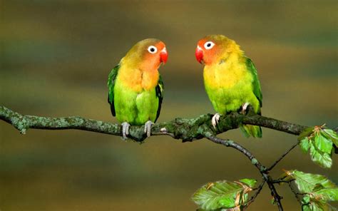 Two colourful parrots on a branch of tree