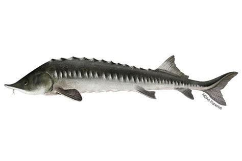 Kaluga Sturgeon | NOAA Fisheries