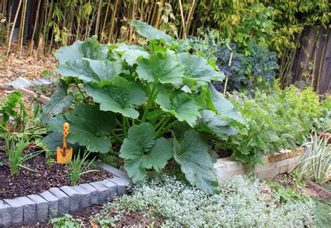 DryStoneGarden » Blog Archive » Changes to the Veggie Garden