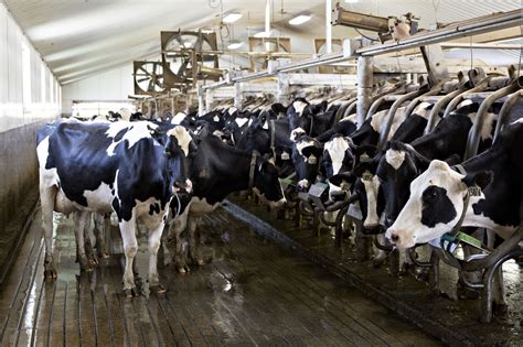 Washington State Dairy Workers Challenge Their Exemption From Overtime ...