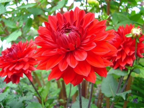 Photo of three red Dahilias. From garden in Beaumont Alberta. | Flower ...