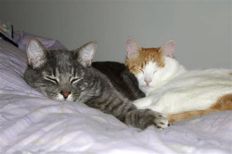 Cuddling Cats Picture | Free Photograph | Photos Public Domain