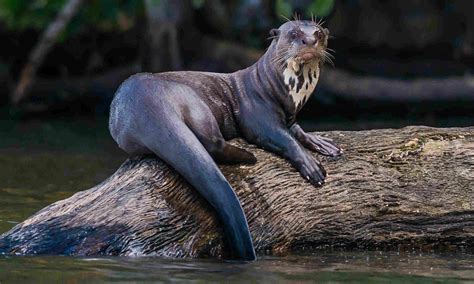 The top 9 wildlife must-see's in Peru | Wanderlust